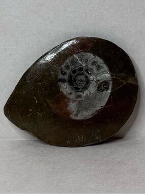 Brown and Gray Polished Ammonite Fossil Accent